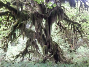 Big Maple covered in Moss, Hoh Rain Forest.