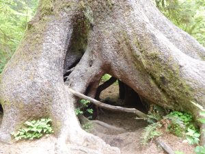 Spruce Tree Root Cave, Hoh Rain Forest.