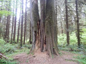 Three Hemlocks and a Stump, appearing to be one whole tree, Hoh Rain Forest.