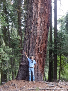 Grandpa next to the Sugar Pine.  Note that from the ground to the tip of his fingers in this photo is 8 feet.