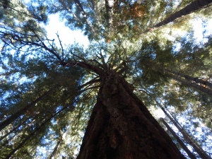 Looking up the trunk of the first tree.