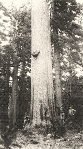 Giant Sugar Pine.  Photo taken in the late 1800s-early 1900s.