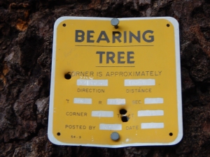 First bearing mark on the fir