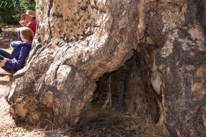 Large burnt-out hollow near base.  there are two, and both are about 3 feet wide and 2 feet high.