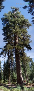 Full trunk view of the Collins Pine. Made by stitching seven photos together.